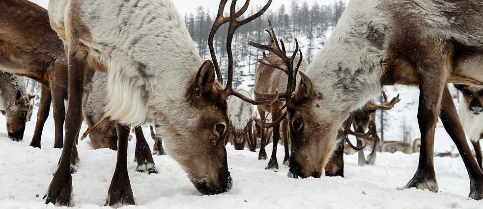 Reindeer on a farm in the Aldansky District, Yakutia. 