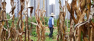 Der Seouler Gangdong-Bezirk. Hier findet man Apartmentsiedlungen und Beete in friedlicher Koexistenz. | Foto: Lee Geun-Young