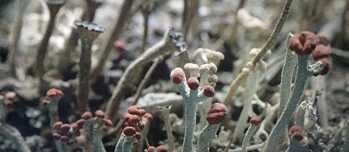 Lichen by Lisa Jackson