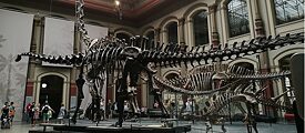 Dinosaurs - Berlin’s Museum of Natural History
