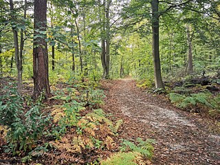 'Es ist interessant, zu sehen, aus welchen Gründen Menschen sich für einen bestimmten Baum entscheiden. Viele suchen nach einem Baum, der in gewisser Weise ihre Persönlichkeit widerspiegelt.'