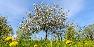 Auf Streuobstwiesen werden unter anderem seltene Apfelsorten angebaut.