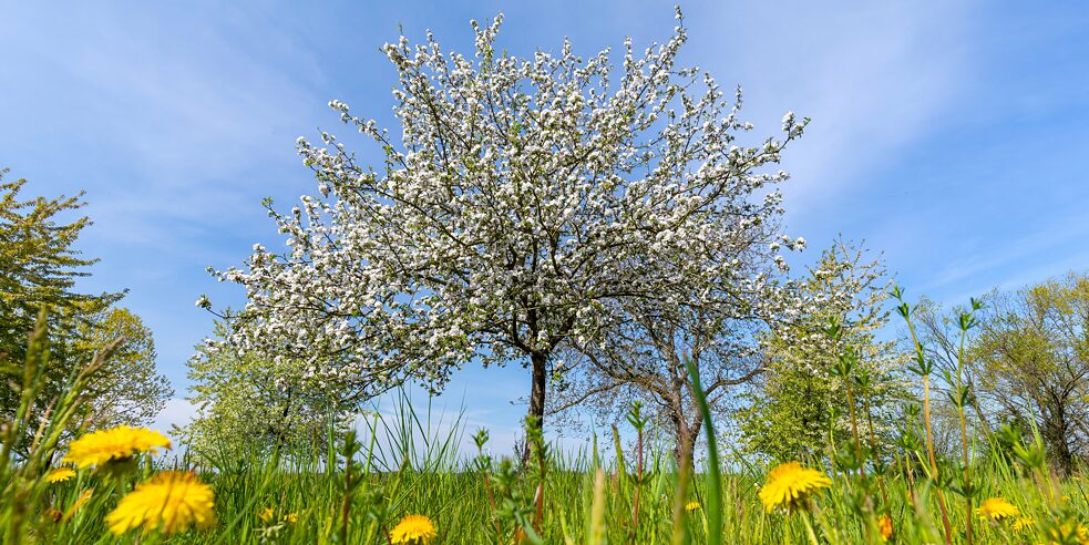 Auf Streuobstwiesen werden unter anderem seltene Apfelsorten angebaut.