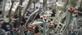 Lichen von Lisa Jackson