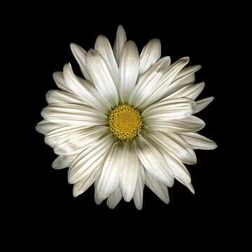 Chrysanthemum morifolium mit regelmäßiger Metamorphose.