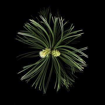 Österreichische Schwarzkiefer (Pinus nigra)
