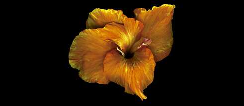 Canna x generalis mit einem aus dem zusammengezogenen Blütenblatt austretenden Staubbeutel.