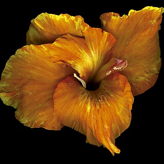 Canna x generalis mit einem Staubbeutel, der aus dem zusammengezogenen Blütenblatt herauskommt.