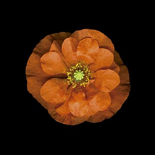 Doppelter Mohn (Papaver atlanticum) mit teilweise zusammengezogenen Blütenblättern.