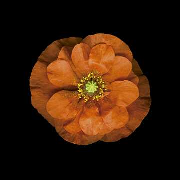 Doppelter Mohn (Papaver atlanticum) mit teilweise zusammengezogenen Blütenblättern.