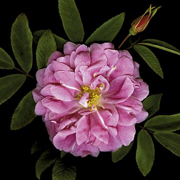 一朵盛開和收攏花瓣的大馬士革玫瑰（學名：Rosa damascena），從中可以看到雄蕊和雌蕊很相像。