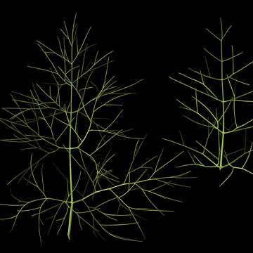 Aufsteigende Struktur der Fenchelblätter (Foeniculum vulgare). Dies ist eine der Blattfolgen, die Goethe während seiner Italienreise faszinierten.