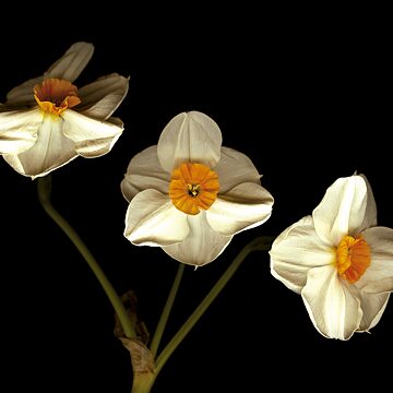 Primäre und sekundäre Blumenkronen von Narcissus.