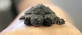 Su questa foto del 20 agosto 2014 qualcuno tiene una tartaruga a due teste appena nata presso la fattoria di tartarughe NEA in Amagon, Arkansas (USA). Un biologo statale precisa che le mutazioni delle tartarughe sono rare ma che avvengono con una frequenza crescente.