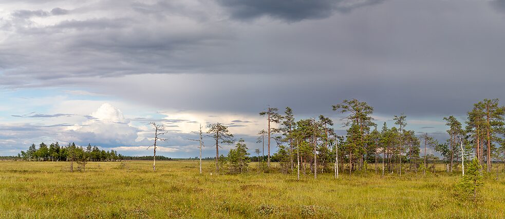 Klima forandringer – Snowchange og Landscape Rewilding Programme har inngått samarbeid for å sikre Kivisuo, en hotspot for biologisk mangfold i Finland.