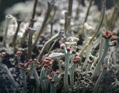 Lisa Jackson „Lichen“