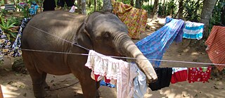 Chandani und ihr Elefant