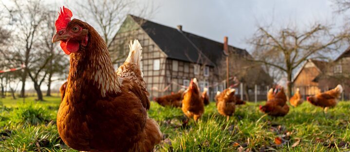 Lo que nos imaginamos de la vida rural es romántico... y a veces también engañoso.