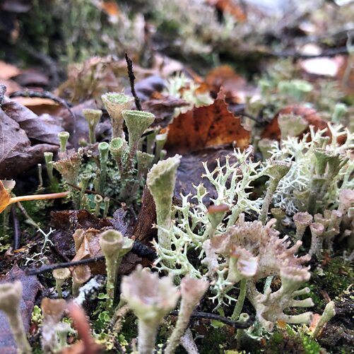 The Right To Be Cold