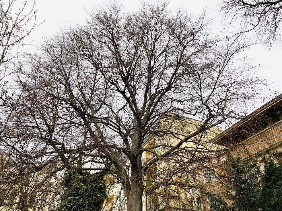Il grande faggio spoglio nel giardino della Li-Be