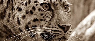 Kreative Schreibwerkstatt zum Thema Umwelt        