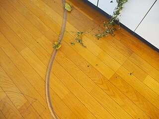 渡辺志桜里：『Sleeping River』