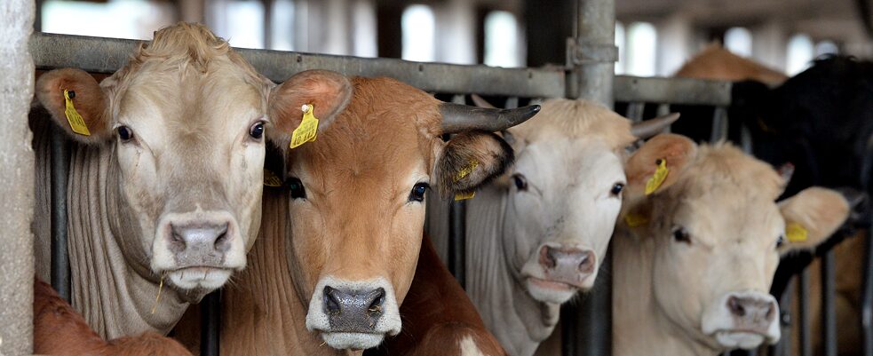 Mucche in una fattoria biologica nel Brandeburgo: gli ambientalisti chiedono che l’agricoltura bio torni a rendere, ma nella nuova bozza della PAC si legge poco in tal senso.