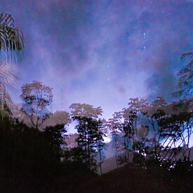 Nachtaufnahme von Palmen