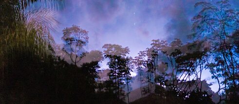 Nachtaufnahme von Palmen