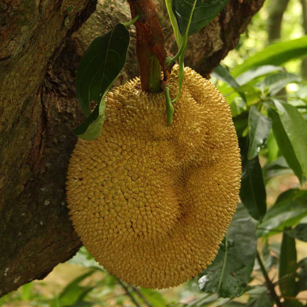 La nutritiva yaca crece de manera silvestre en Río de Janeiro.