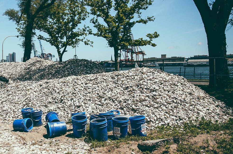 A pile of oyster shells 
