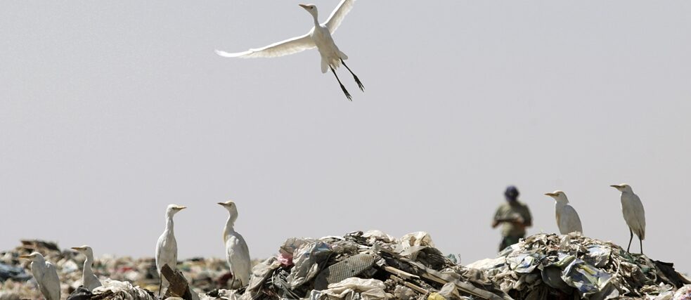 Pájaros en un vertedero