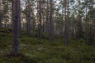 Wald in Norwegen