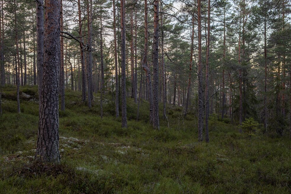 A forest in Norway
