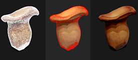 Foragers, three Mushrooms