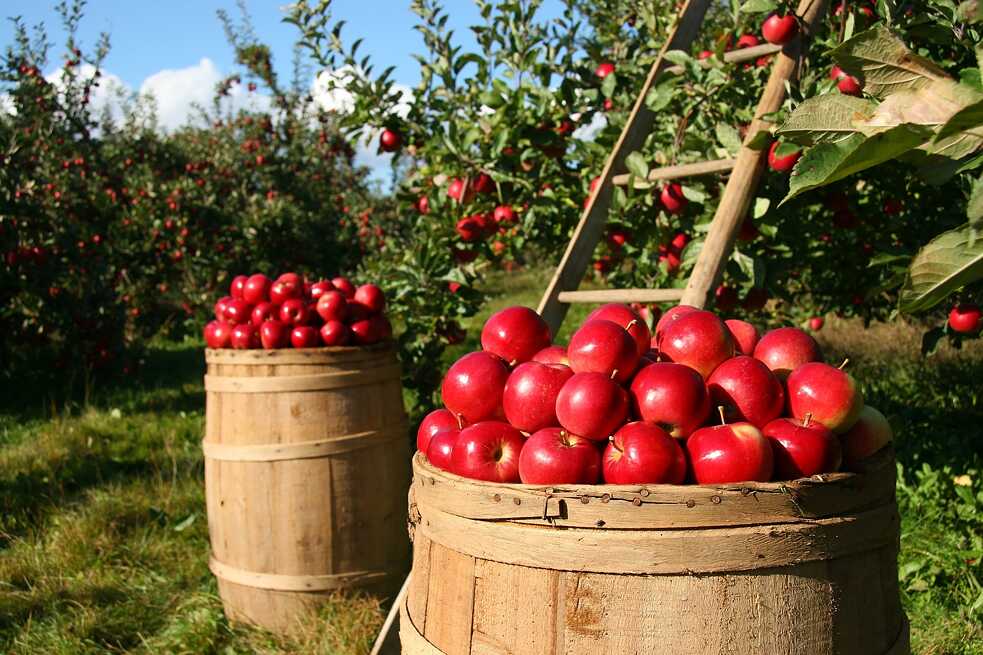 Con las frutas de su huerta, Antje podría abastecer medio mercado semanal. 
