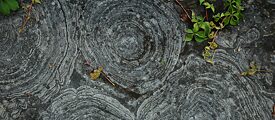 Cambrian Stromatolites dans l'état de New York