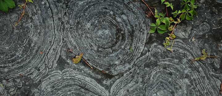 Cambrian Stromatolites from New York State