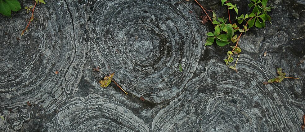 Cambrian Stromatolites from New York State