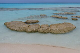 Stromatolite formation on Highborne Cay in the Exumas, The Bahamas.