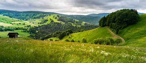 Schwarzwald _Israel_Ferrera_unsplash.jpg