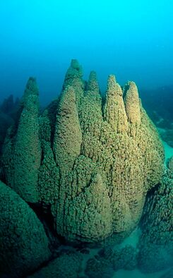 Pavillon Lake Microbialite Towers