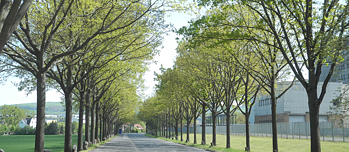 七千棵橡樹 – 城市森林化取代城市管理 -- Dennhäuser Straße(街道)，約瑟夫･博伊斯的社會雕塑作品，種樹行動始於一九八二年第七屆卡賽爾文獻展