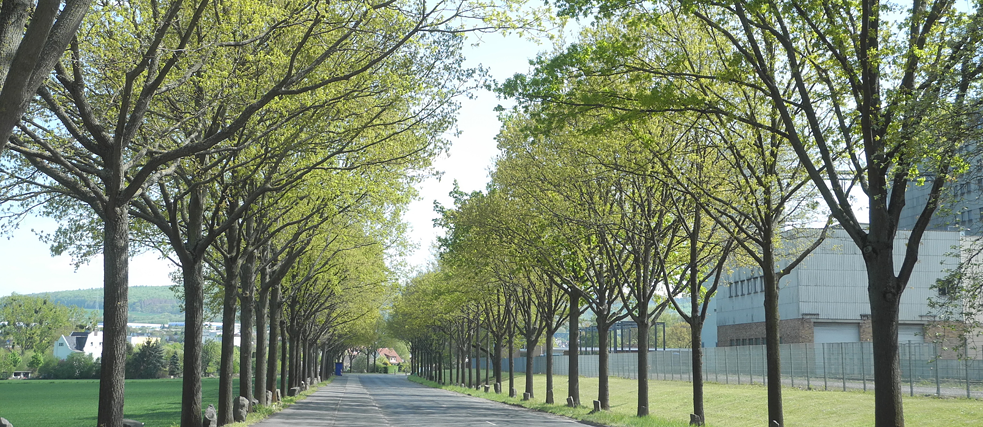7000 Oaks – City Forestation Instead of City Administration: Dennhäuser Strasse, a social sculpture by Joseph Beuys, presented in 1982 at the documenta 7 in Kassel