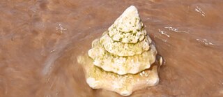 Wasserkriese_Jo