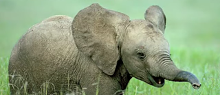 Go Ganesha Go – Elephants for Peace