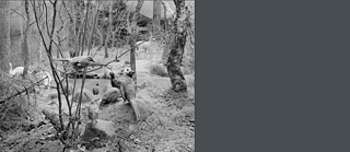 Animals in a landscape