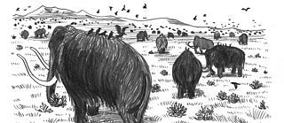 Zeichnung einer Mammutherde