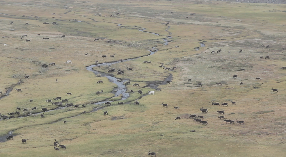 Proposed romanticized expanse is absent, instead you see the human looking into it (sort of proposing the vastness with its absence) and a literal look of what the occupied pasture looks like).