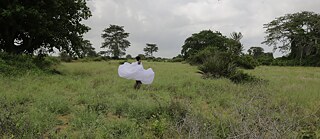 Iris B. Chocolate, Fotografia 2015